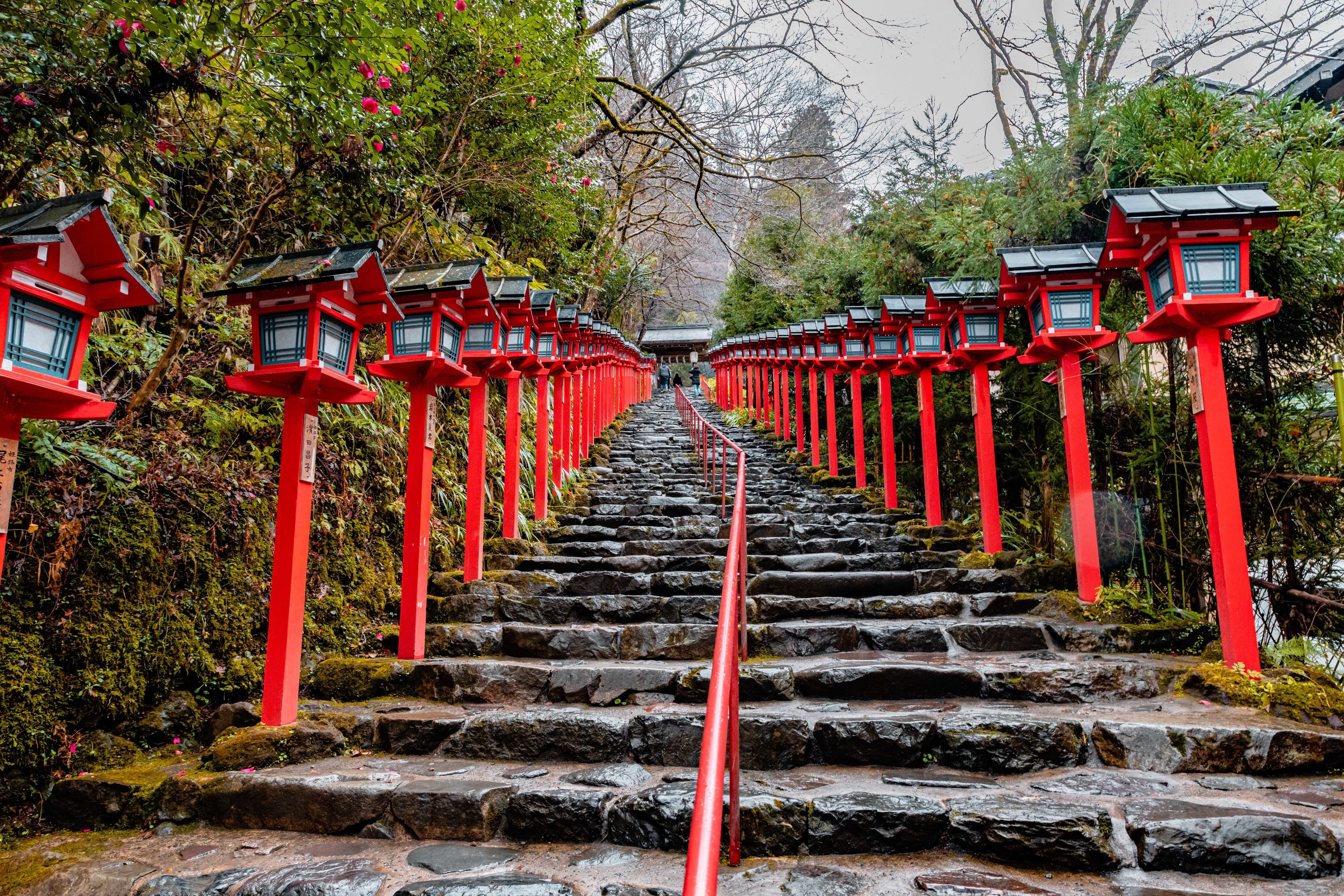 An empty path through the tall bamboo of the Arashiyama grove in Kyoto, Japan.