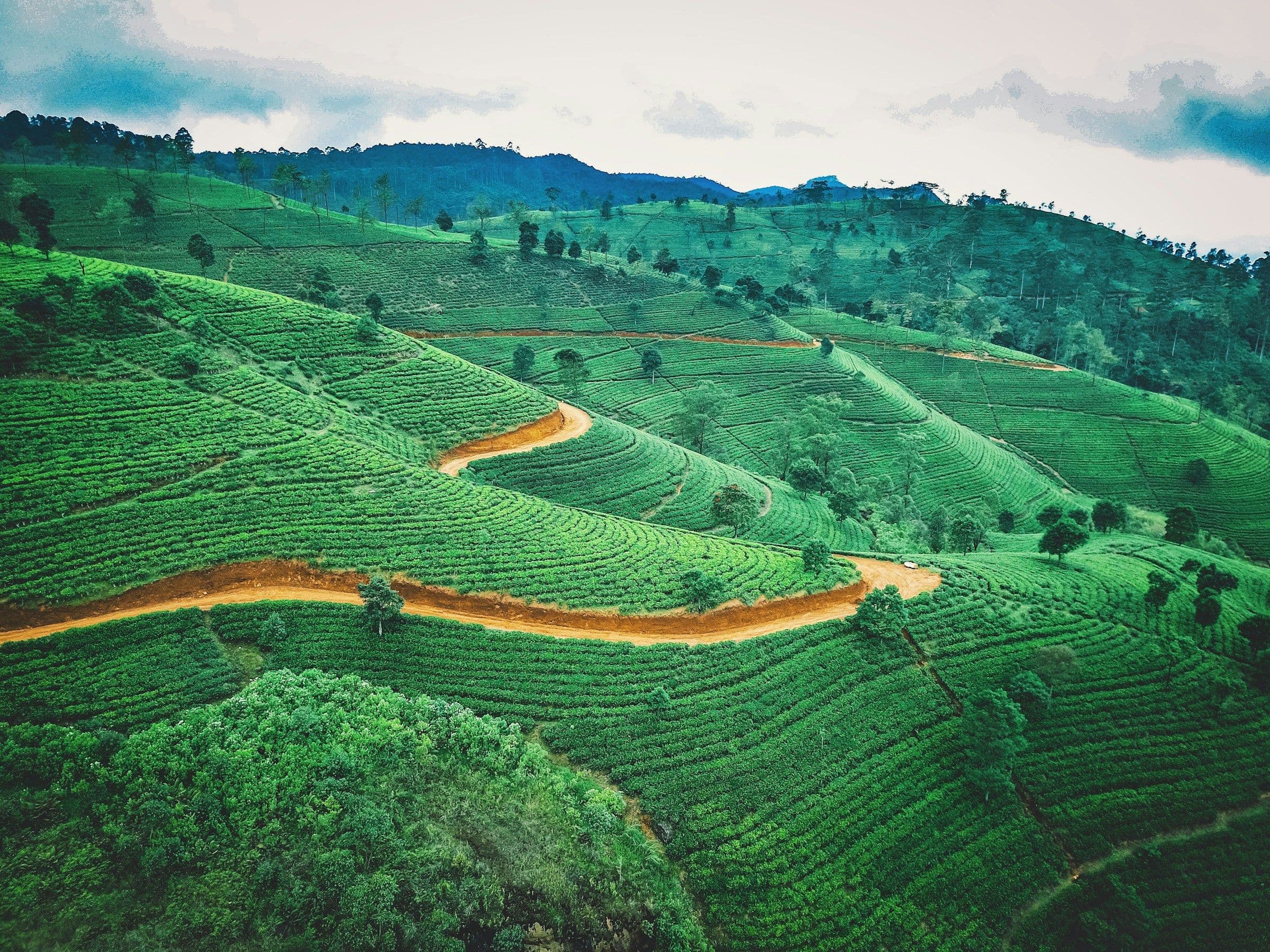 Tea bushes covering rolling green hills in Sri Lanka, with a red earth track winding through them.