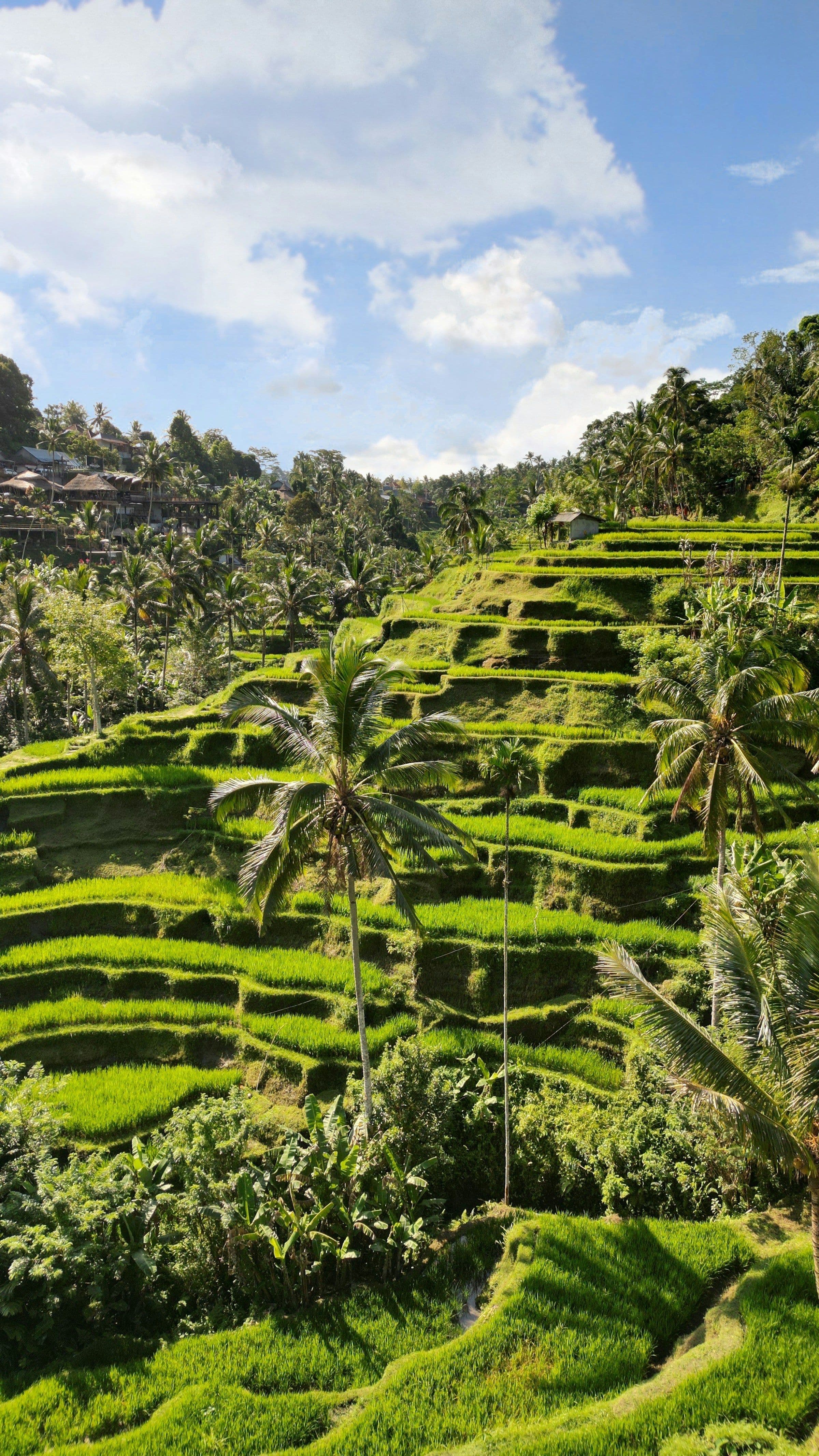 Green rice terraces stepping down a hillside among palm trees in Bali, Indonesia.