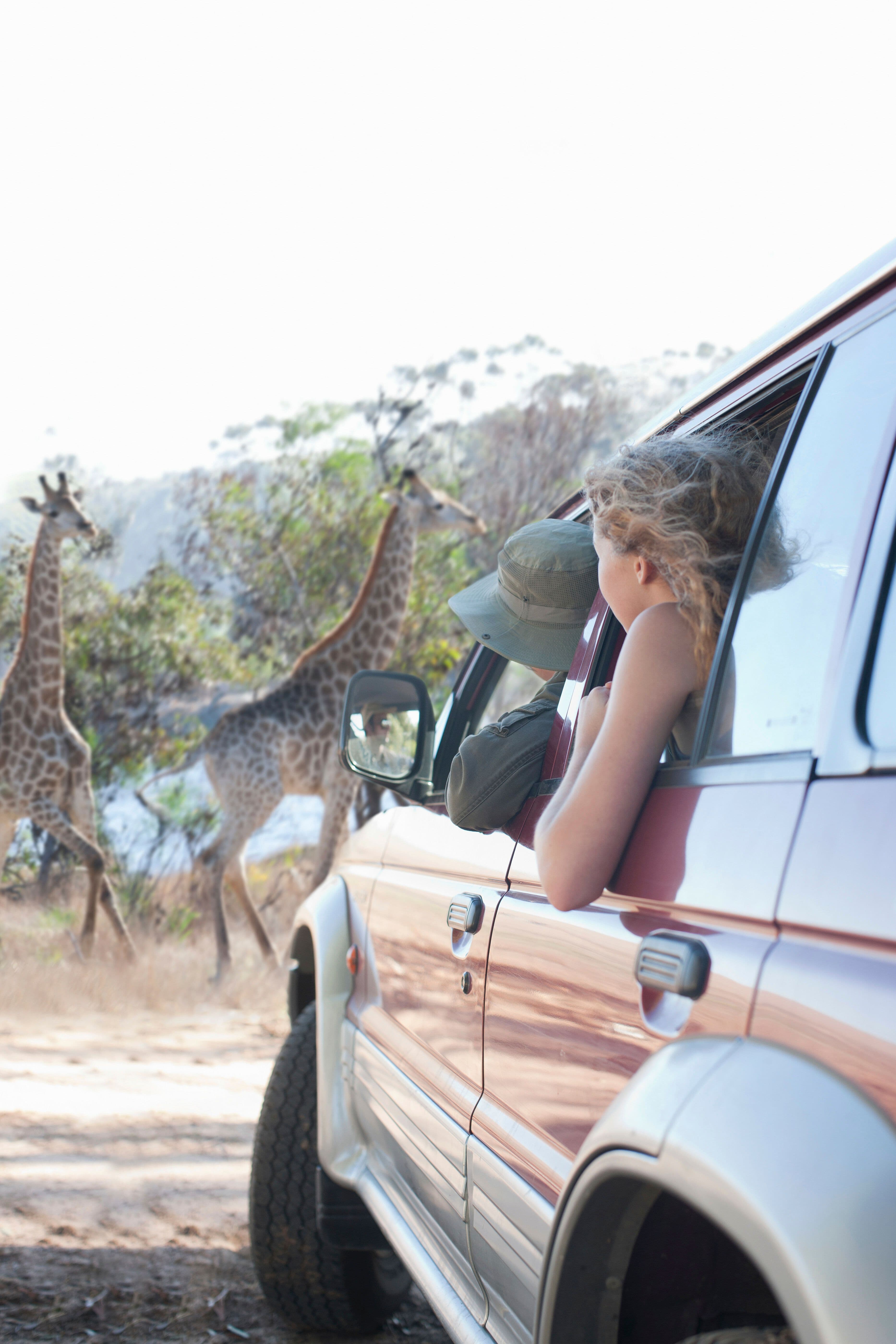 women looking at giraffes from vehicle stellenbos