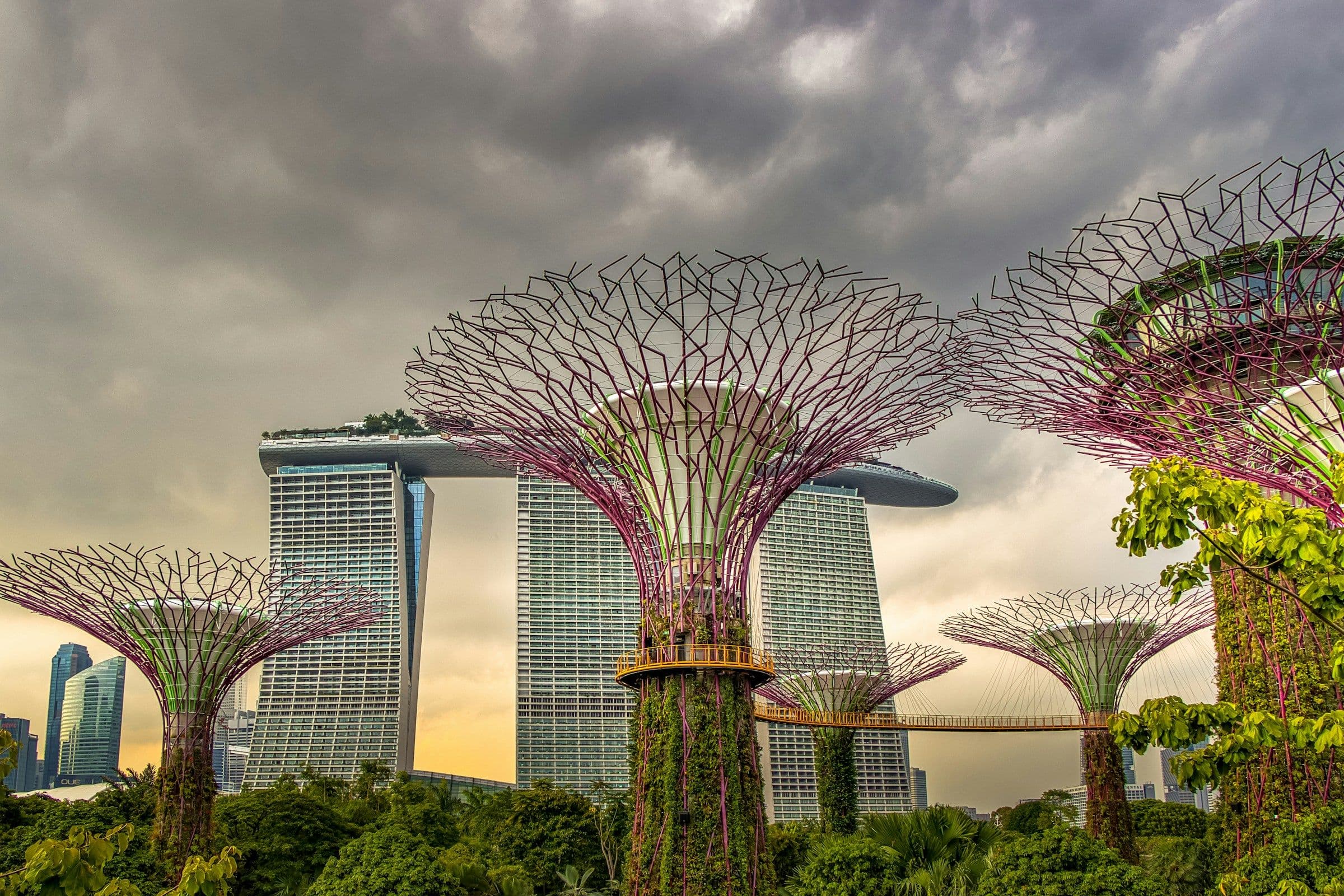 The Supertrees of Gardens by the Bay in Singapore, with the towers of Marina Bay behind.