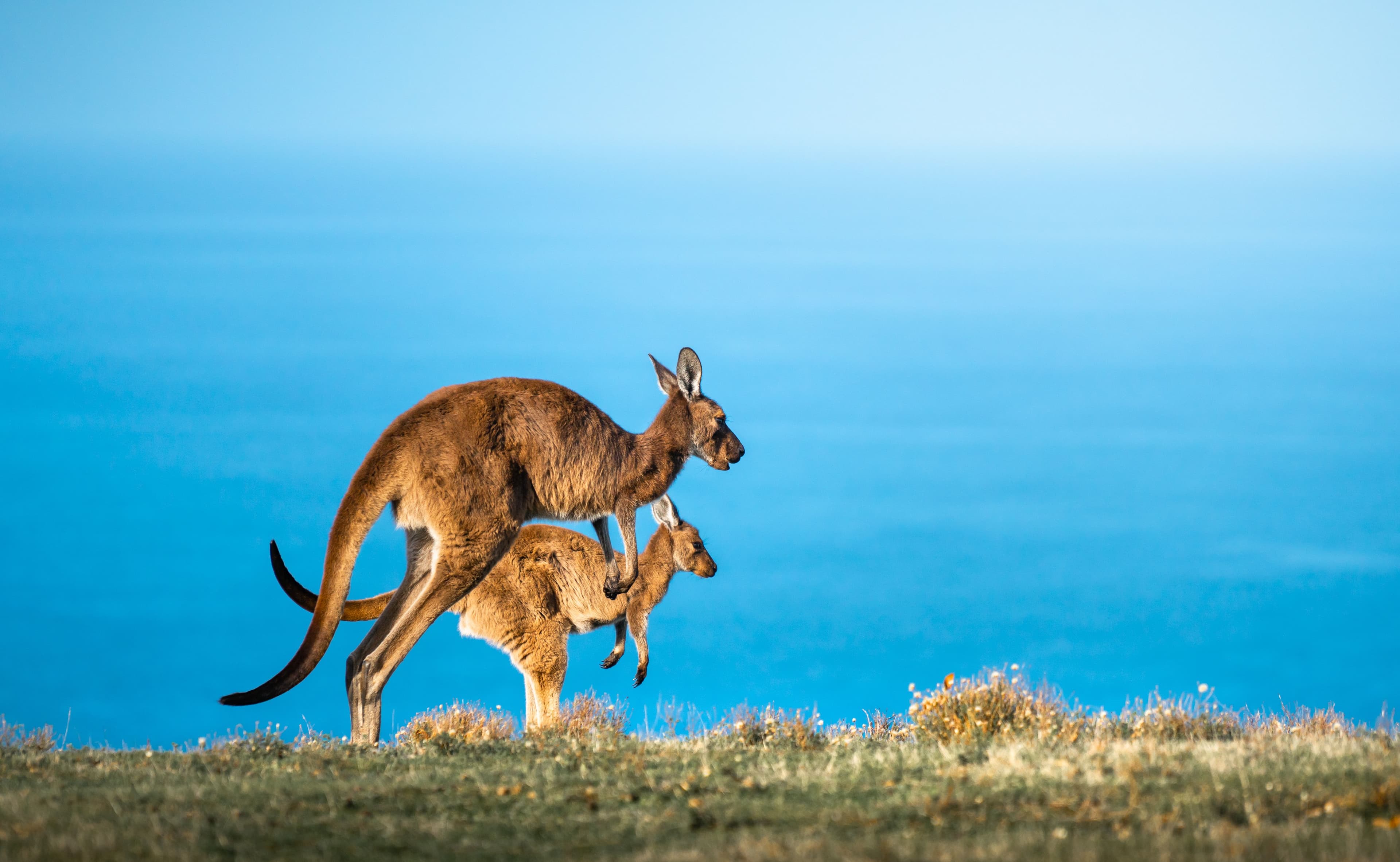 Kangaroo Mother Carrying Young Joey On Green Hill