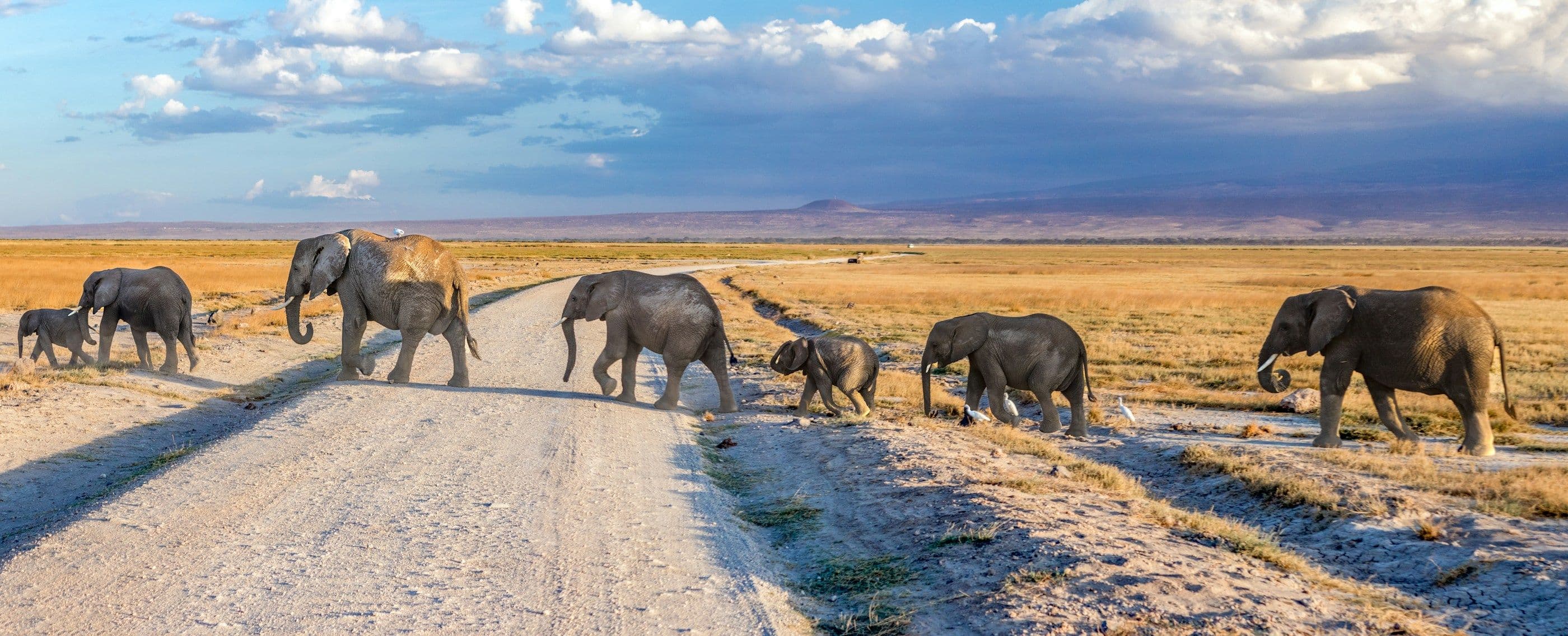 Four elephants crossing a pale dirt road on an open plain, with low hills on the horizon.