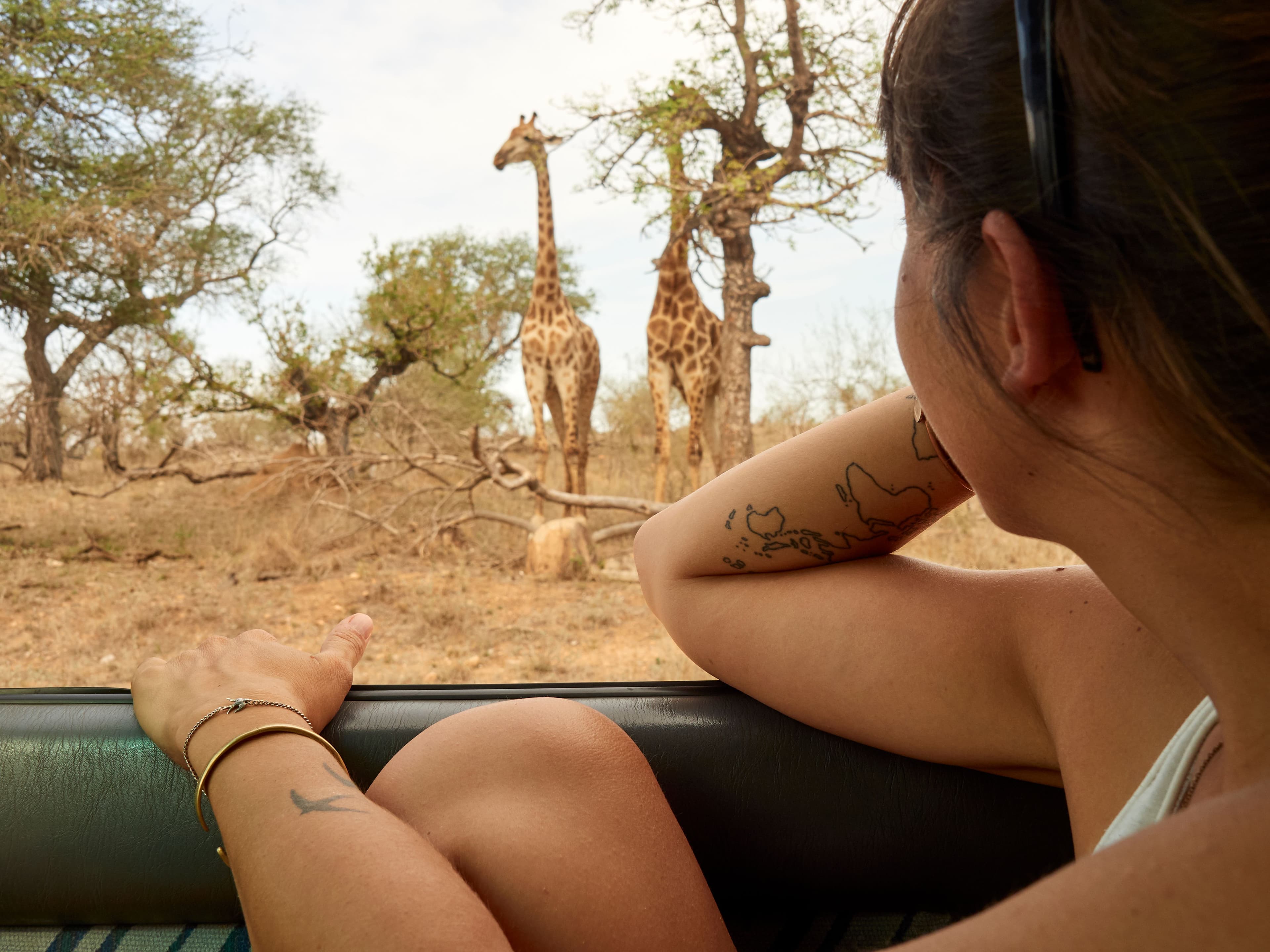 woman watching pair of giraffes through car window