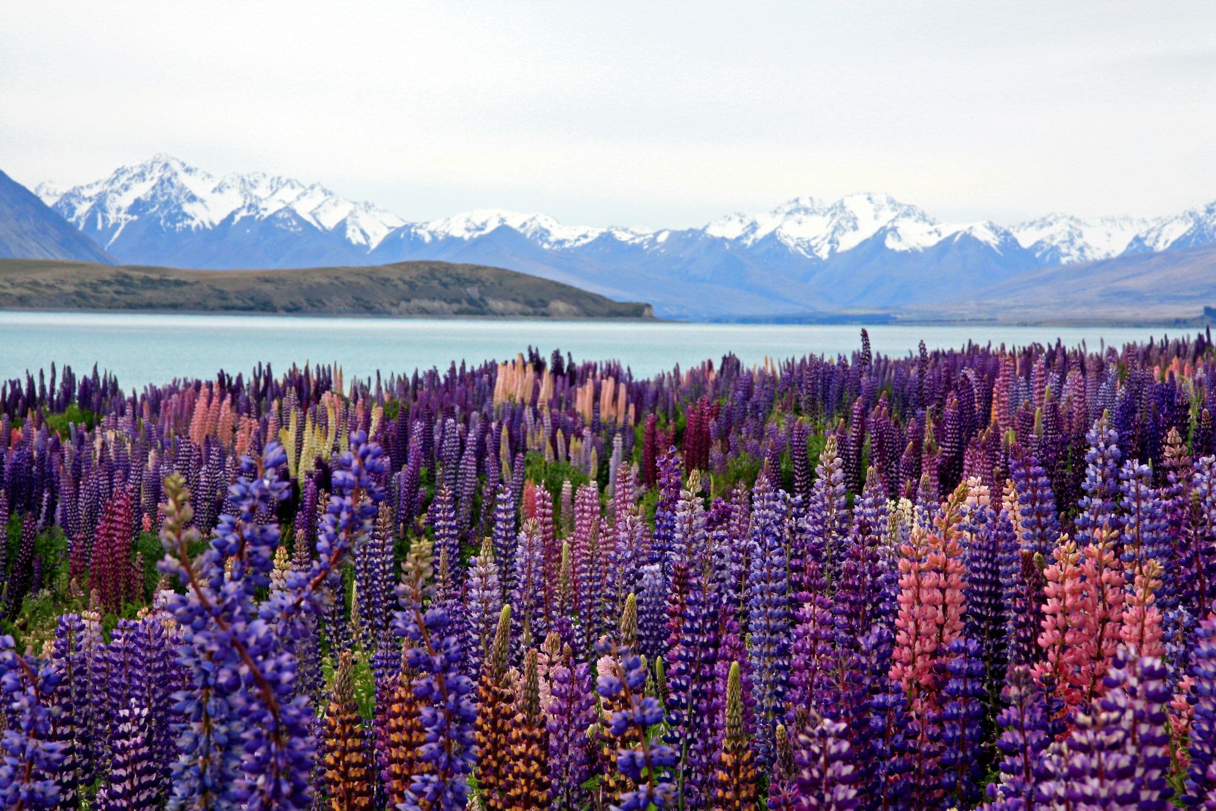 Purple and pink lupins in flower on the shore of Lake Tekapo, New Zealand, with snow-covered mountains behind.