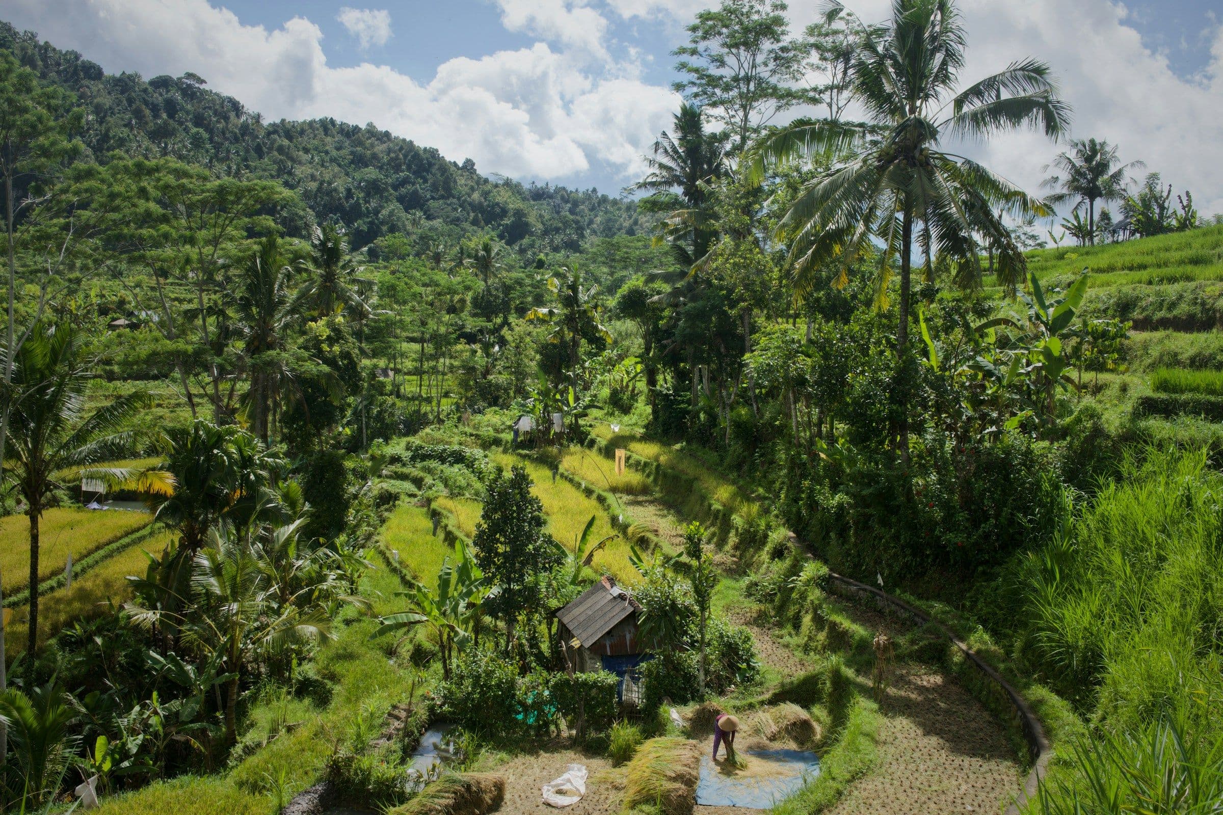 Rice terraces and palm trees on a green hillside in the Sidemen valley, Bali.