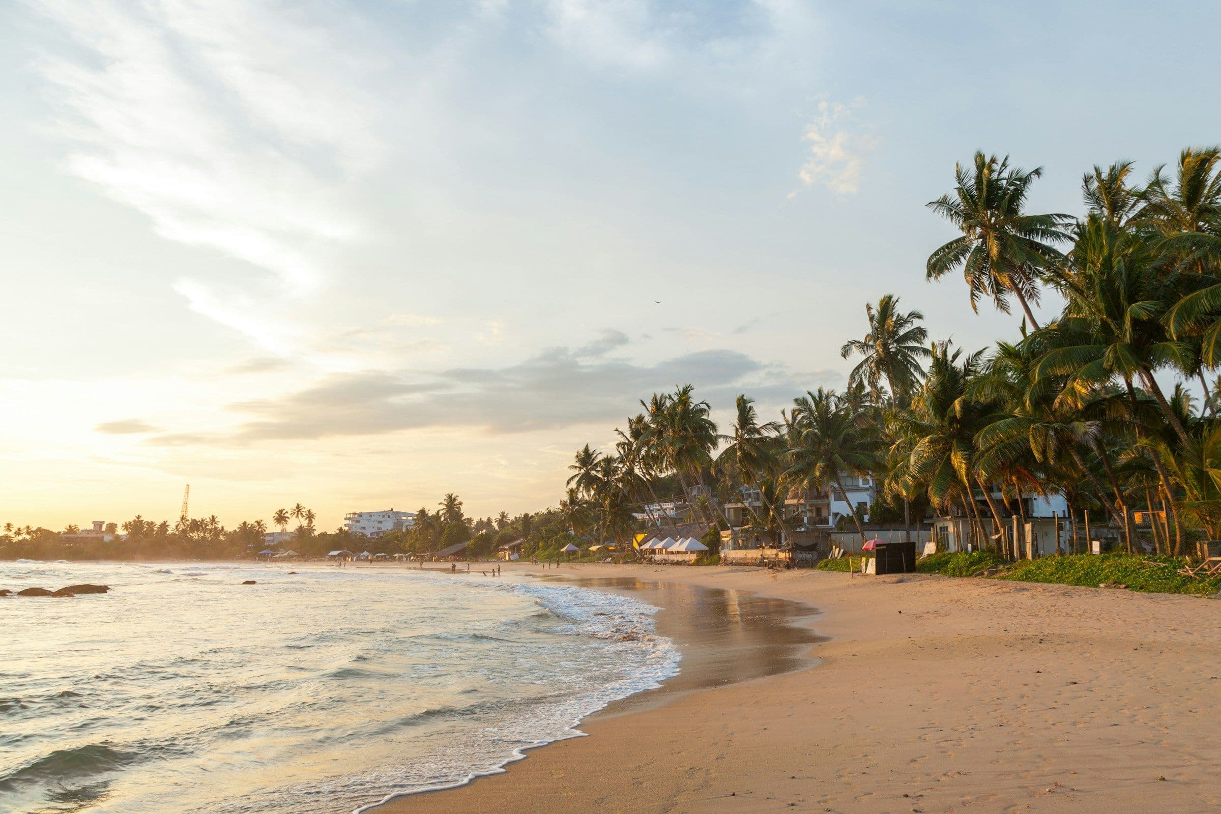 Palm trees along the curve of Mirissa Beach in Sri Lanka, in low evening sun.