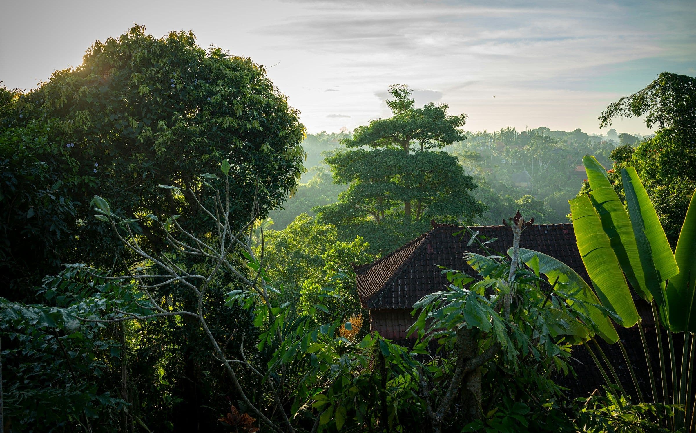 Morning light over a tiled roof among tall trees and palms in the Campuhan valley at Ubud, Bali.