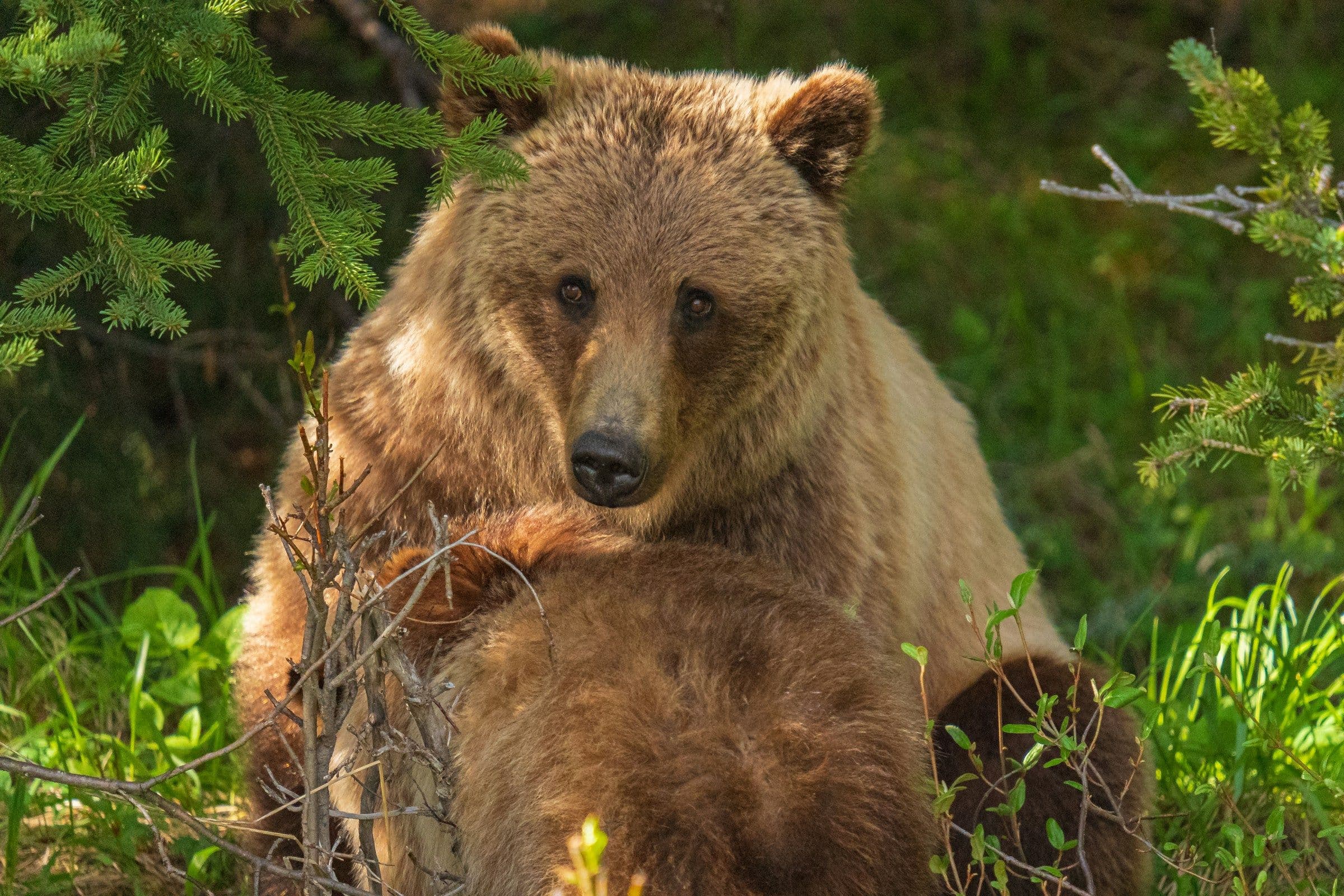 A grizzly bear among green undergrowth near Jasper, Canada.