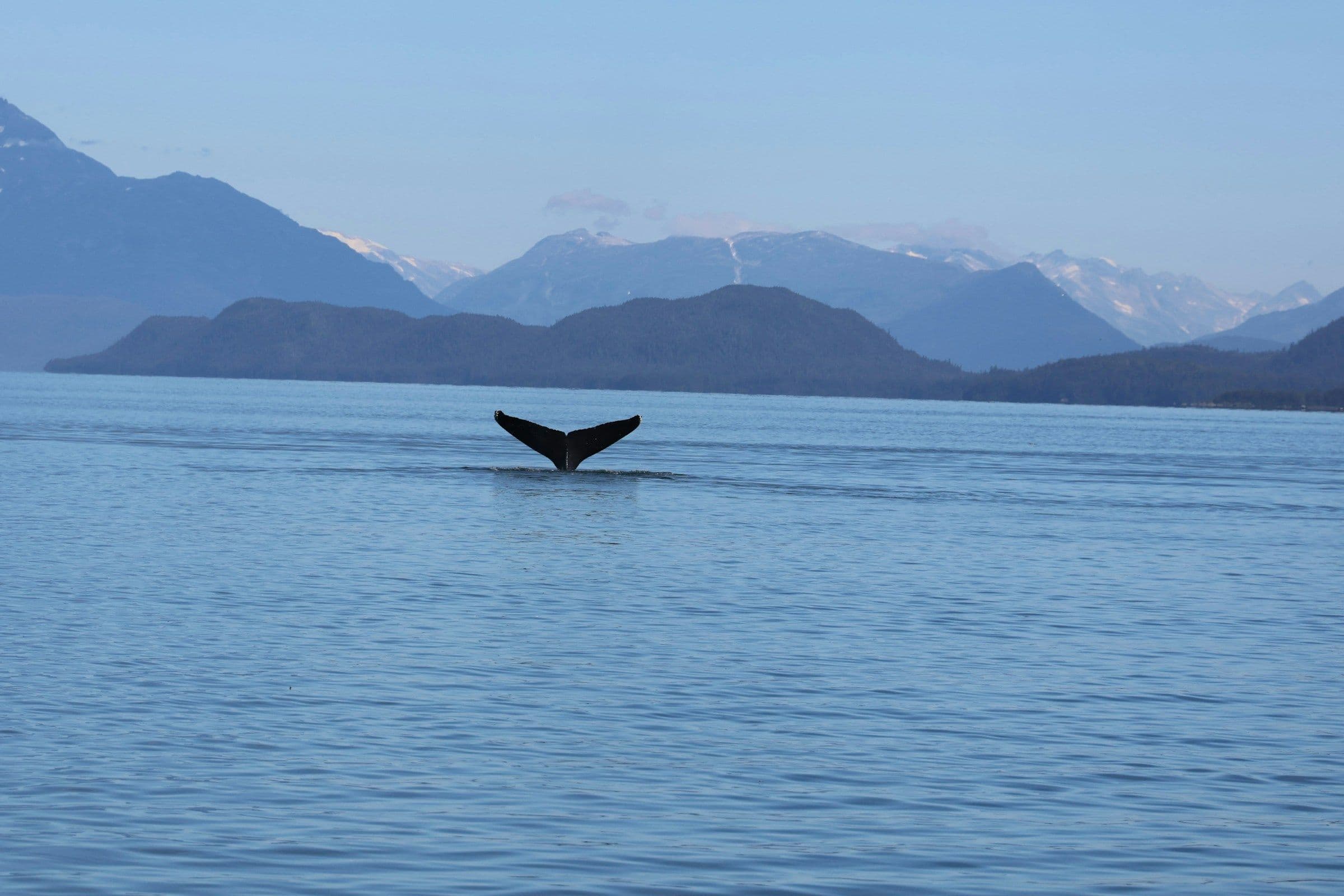 A whale’s tail above calm water near Juneau, Alaska, with mountains behind.