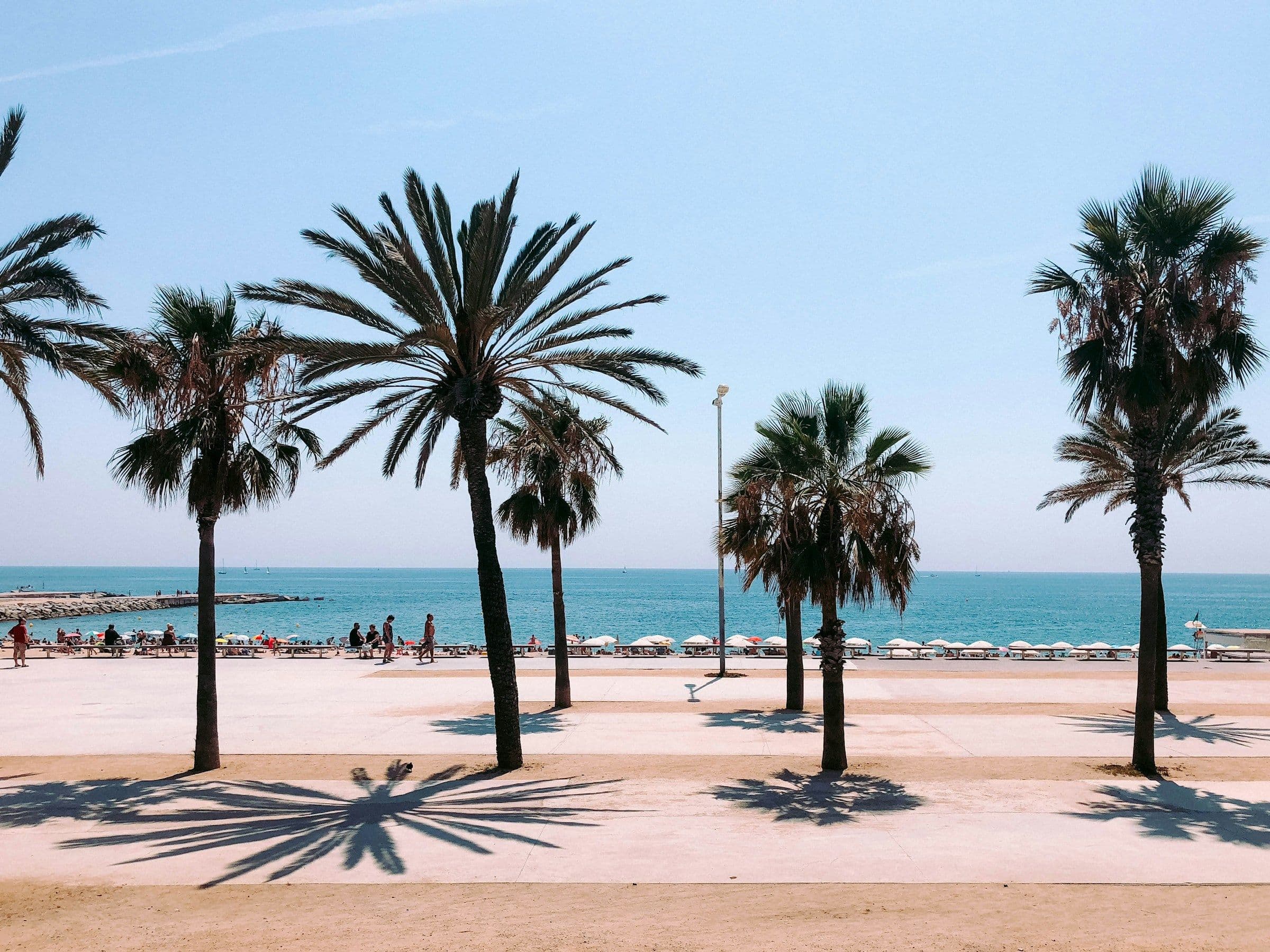 Palm trees along the beach promenade at La Barceloneta in Barcelona, Spain.