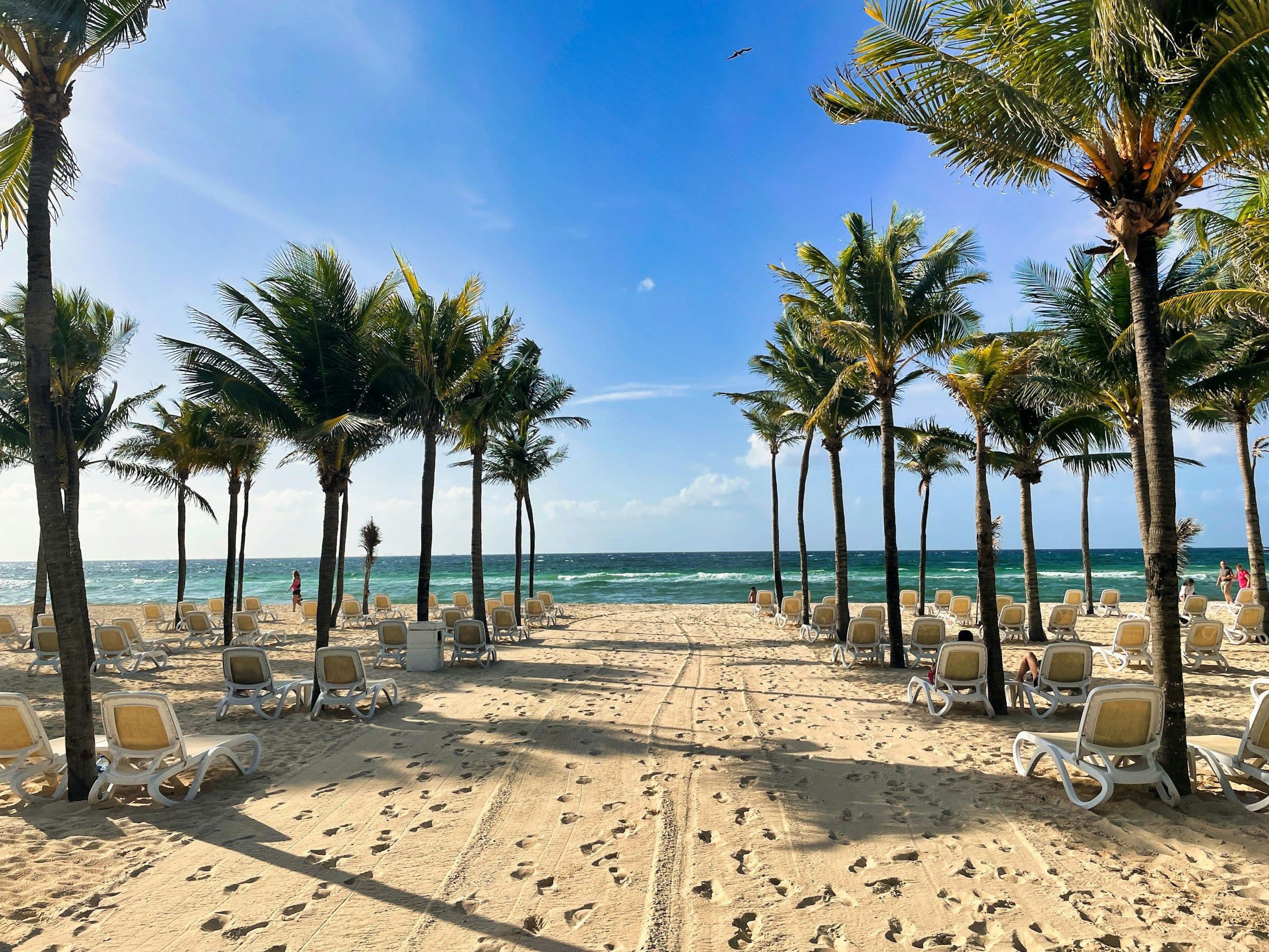 Palm trees and rows of sun loungers on a white-sand beach in Playa del Carmen, Mexico.