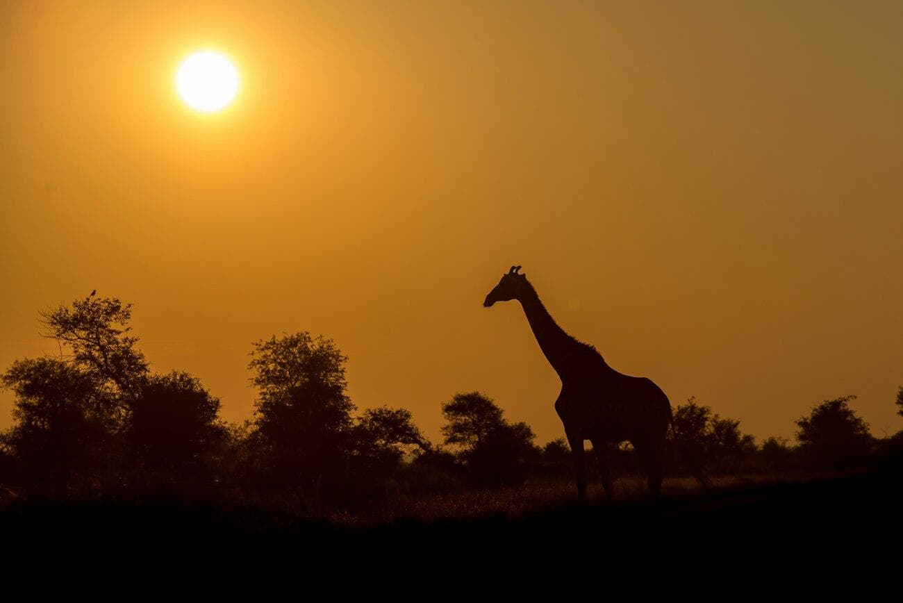 A giraffe silhouetted against a low orange sun.