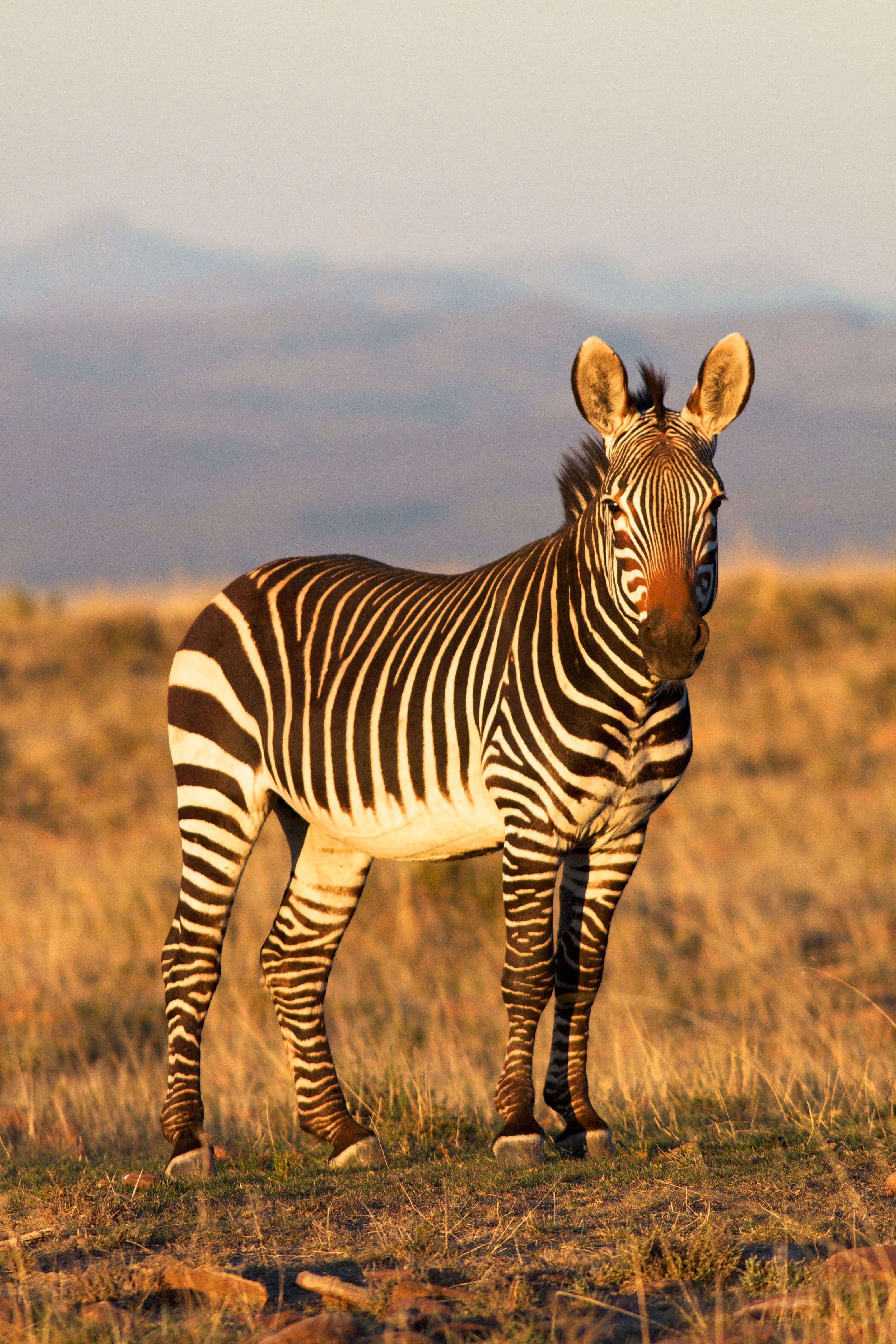 zebra standing in a grassy field