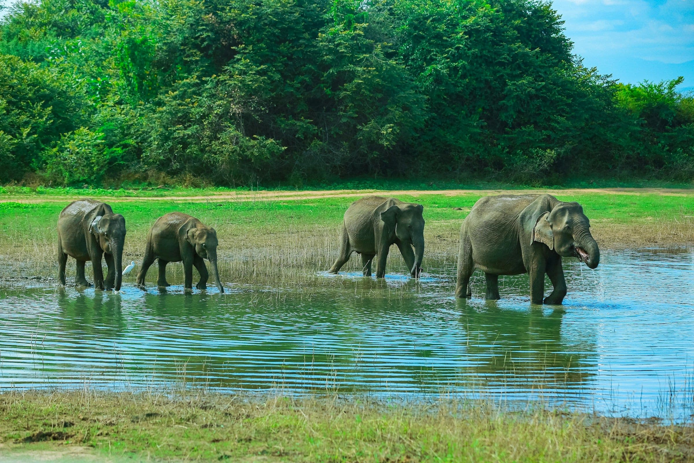 A family of elephants wading through shallow water in Udawalawe National Park, Sri Lanka.