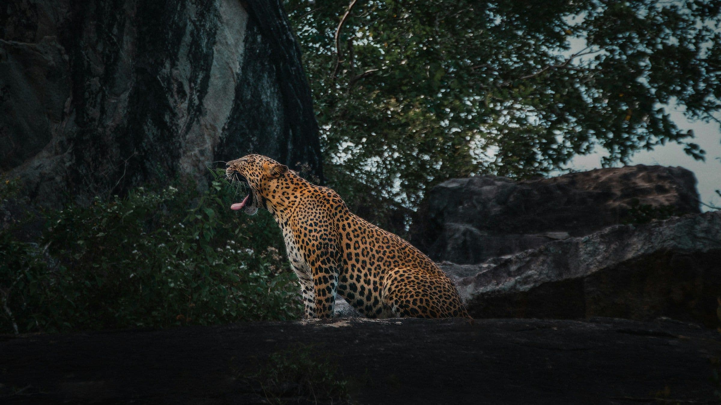 A leopard yawning beside a rock in the shade in Yala National Park, Sri Lanka.