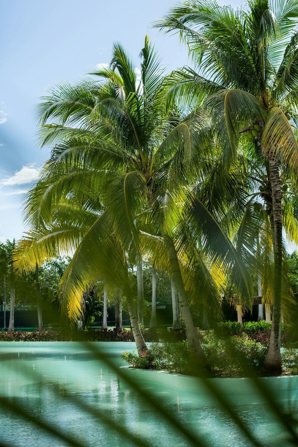 A pool surrounded by palm trees under a blue sky.