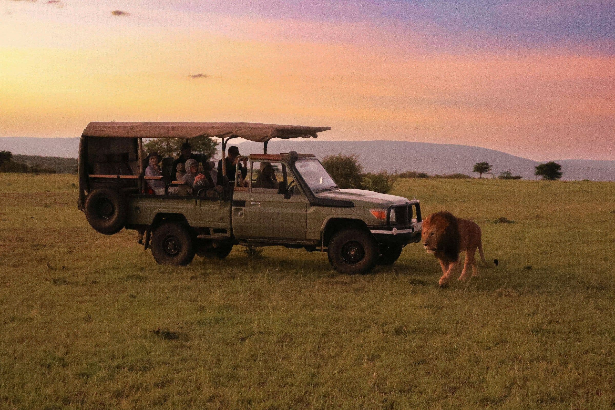 A lion walking past an open safari vehicle with passengers on the grassland, under a pink evening sky.