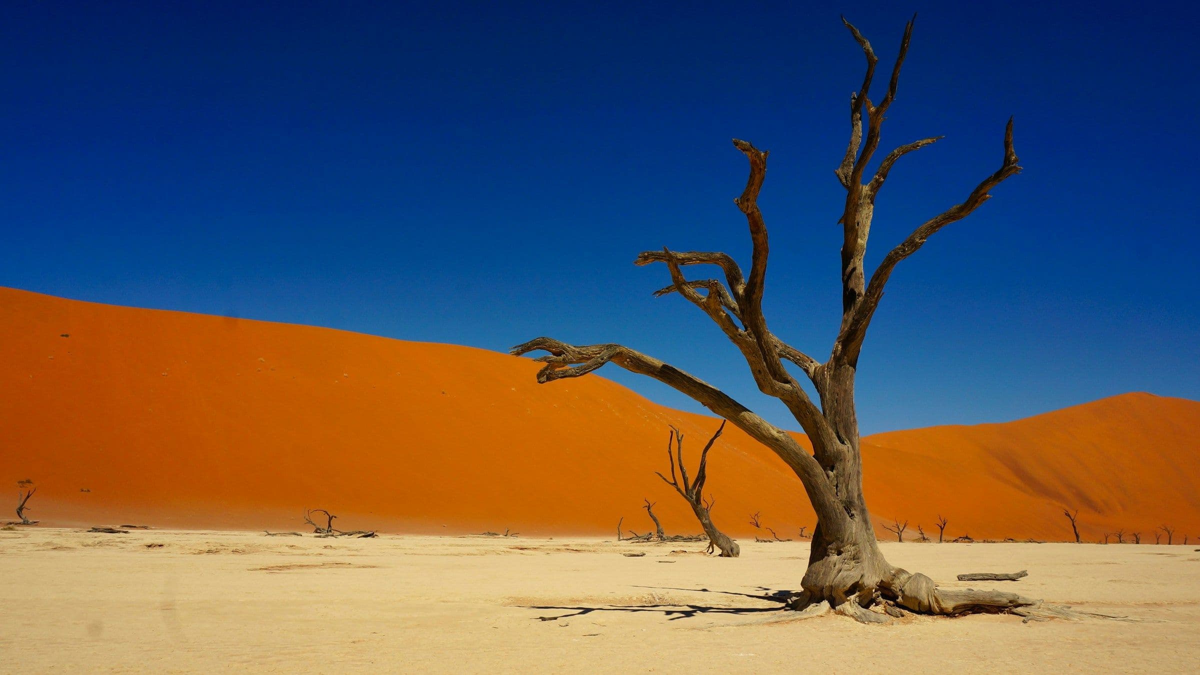 A dead camel thorn tree on the white clay pan of Deadvlei, below a red dune in Namibia.